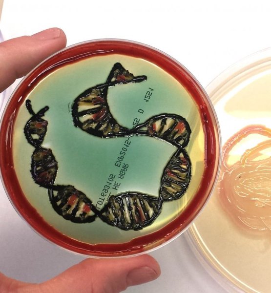 Рисунок чашка Петри биология