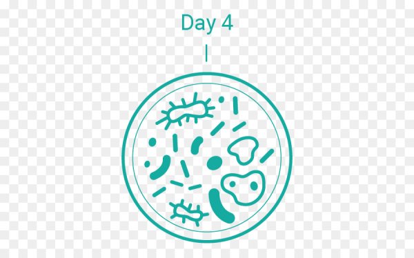 Чашка Петри вектор