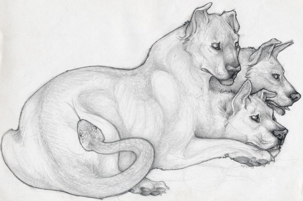 Животные для срисовки карандашом