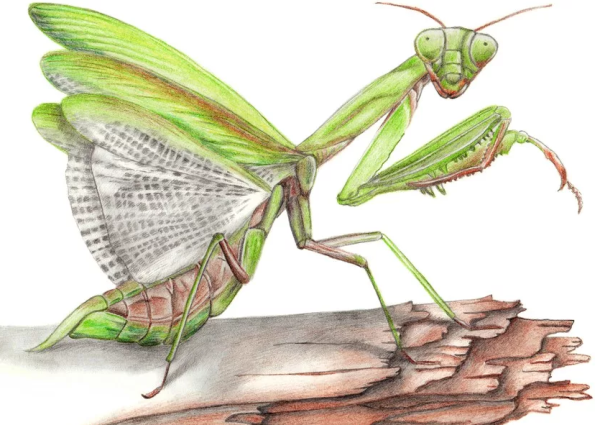 Насекомые цветными карандашами