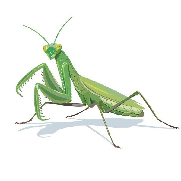 Богомол на белом фоне