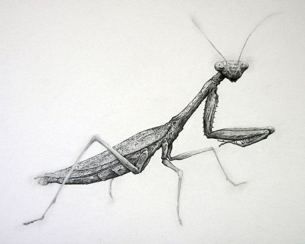 Богомол набросок