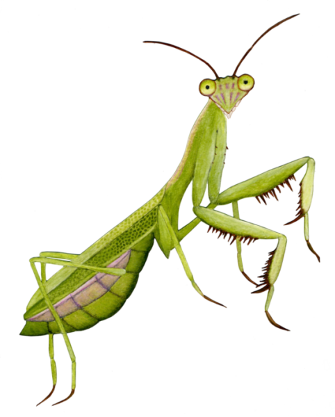 Раскраска насекомые богомол