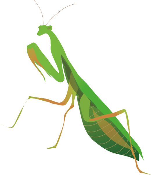 Нарисовать богомола