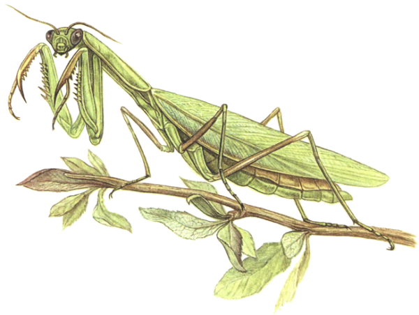 Богомол раскраска