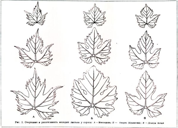 Виноградные листья для рисования
