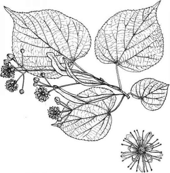 Липа мелколистная ботаника