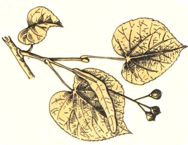 Листья похожие на липу