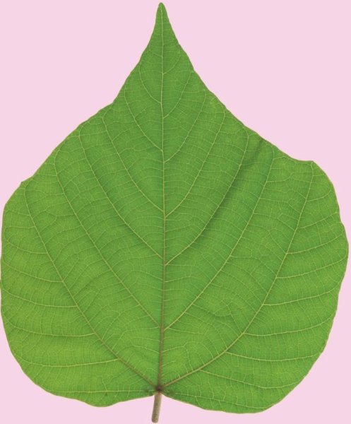 Липа рисунок