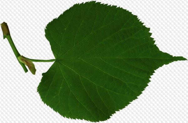 Липа мелколистная