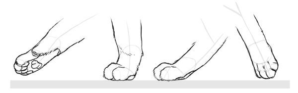 Кошачья лапка сбоку