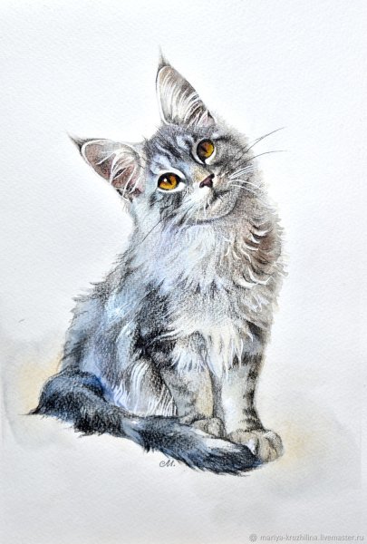 Кошка Мейн кун