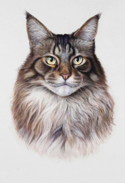 Мейн кун иллюстрация