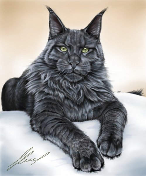 Мейн кун референс