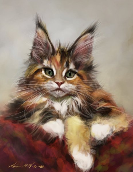 Мейнкун кот