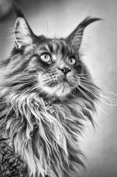 Кошка Мейн кун