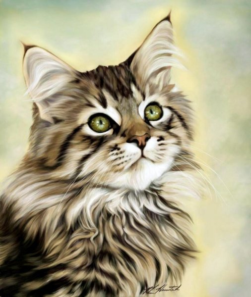 Мейн кун кот воитель