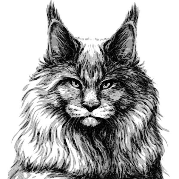 Мейн кун эскиз