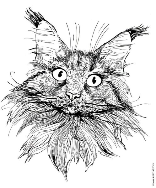 Кот Мейн кун