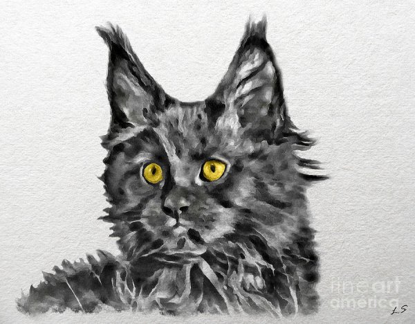 Мейн кун черный рисунок