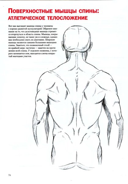 Мышцы спины рисование