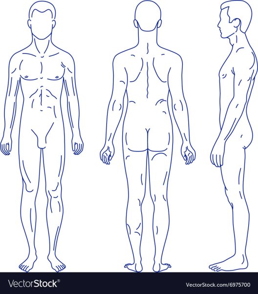 Контур человека спереди и сзади