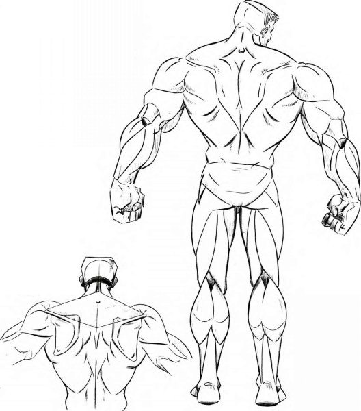 Мускулы раскраска