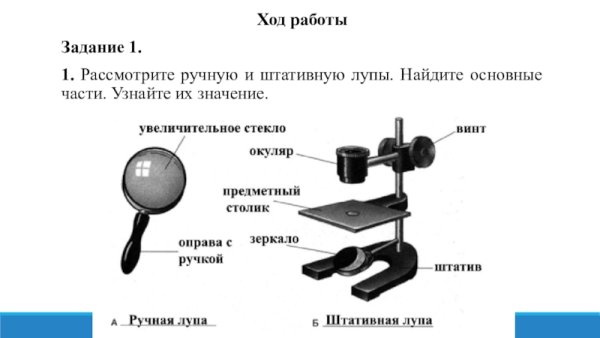 Строение увеличительных приборов микроскоп
