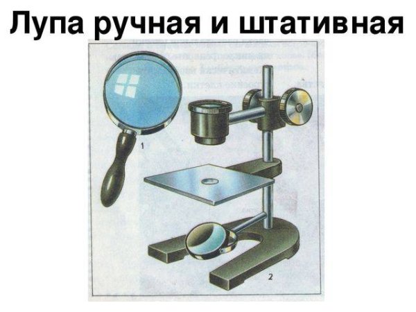 Штативная лупа 5 класс биология