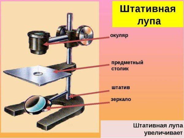 Штативная лупа 5 класс биология
