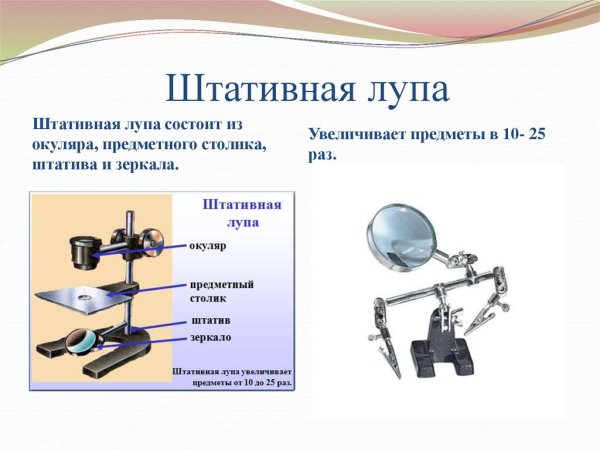 Части штативной лупы биология 5 класс