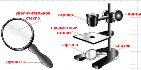 Биология 5 класс увеличительные приборы- штативная лупа