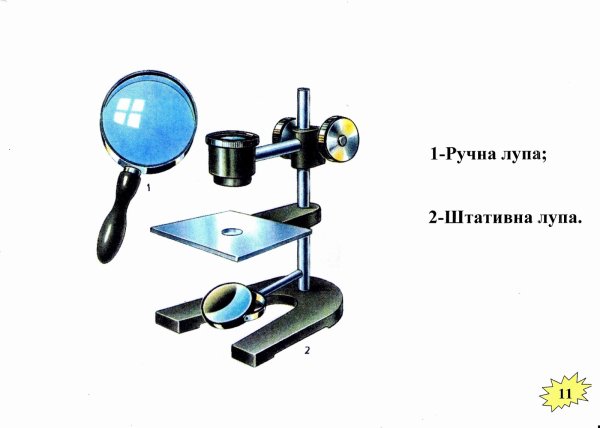 Штативная лупа строение 5 класс биология
