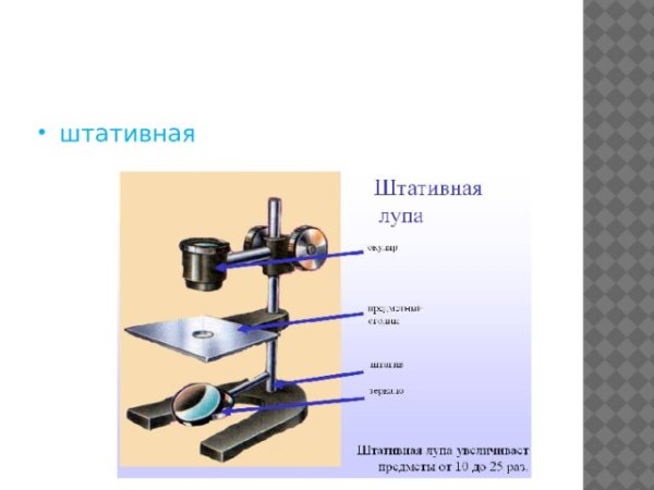 Штативная лупа строение и функции