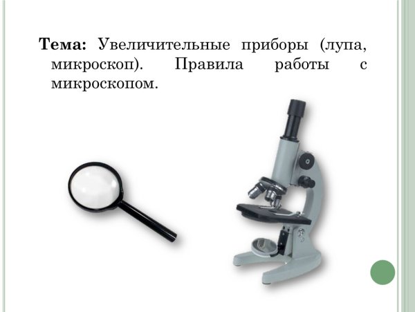 Штативная лупа 5 класс биология