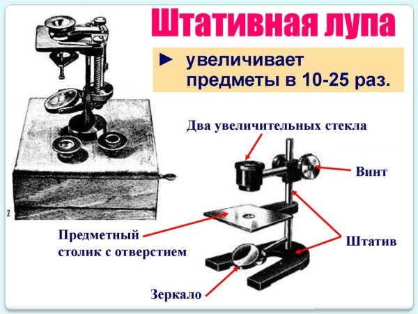 Строение микроскопа и штативной лупы