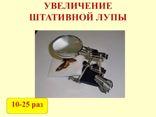 Увеличительные приборы микроскоп биология