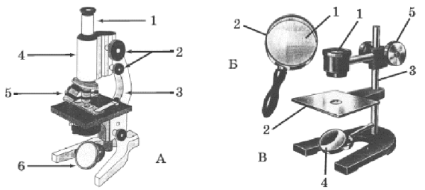 Изображение под лупой