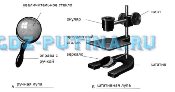 Строение увеличительных приборов микроскоп