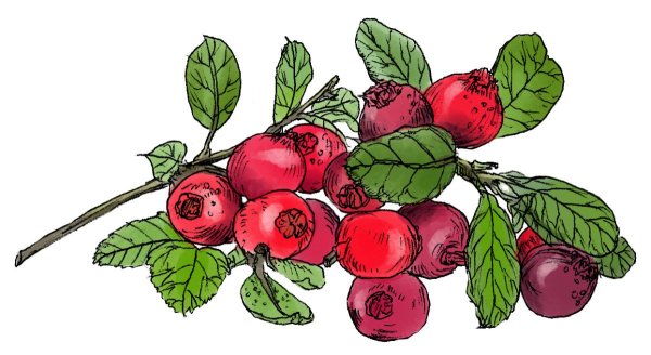 Клюква иллюстрация