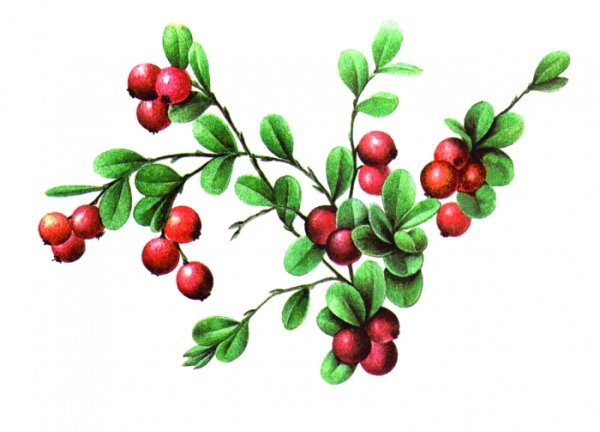Веточка клюквы