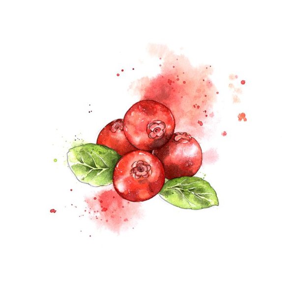 Ягоды акварелью