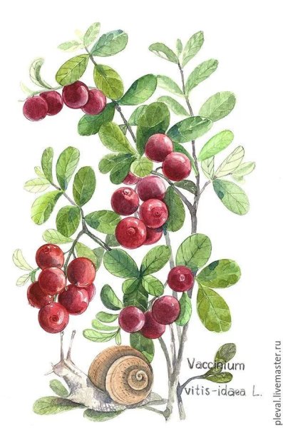 Брусника Ботаническая иллюстрация