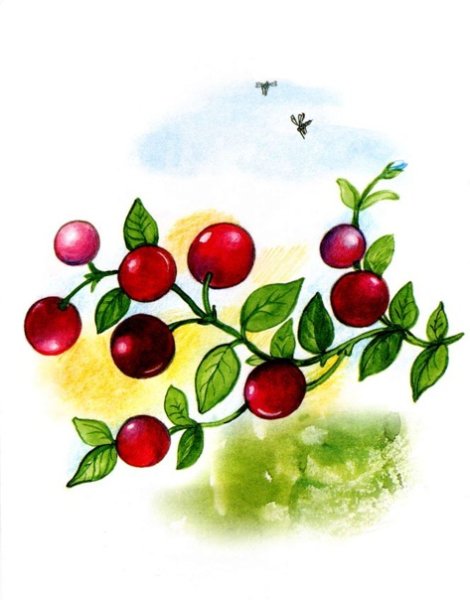 Рисование с малышами ягоды