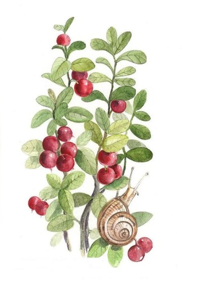 Брусника Ботаническая иллюстрация