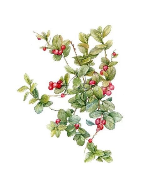 Брусника Ботаническая иллюстрация