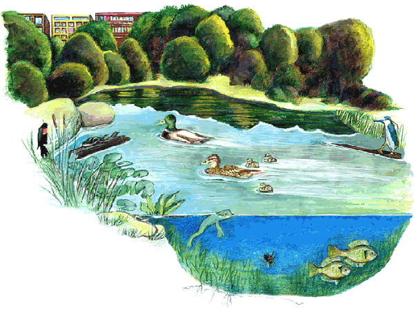 Пруд для детей