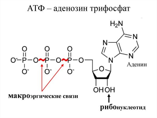 Формула АТФ С макроэргическими связями