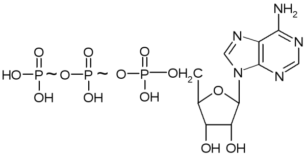 Строение молекулы АТФ