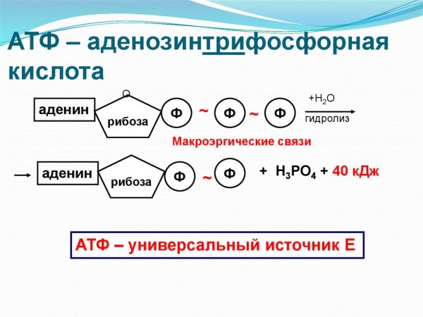 Строение молекулы АТФ биология